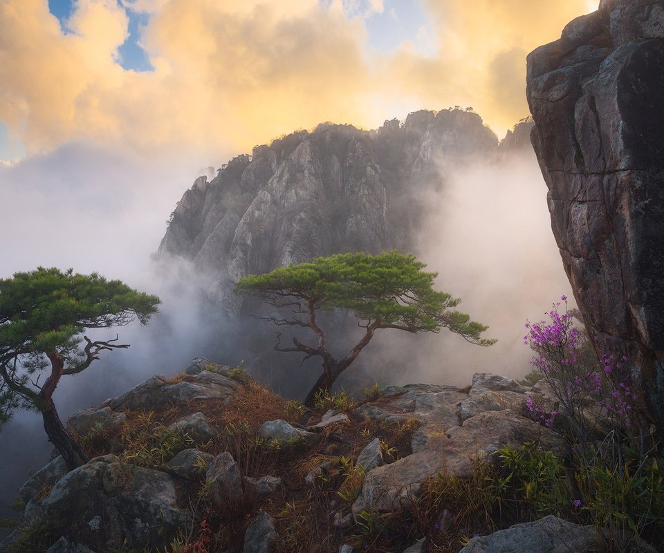 Обои цветы, облака, деревья, горы, скалы, туман, куст, flowers, clouds, trees, mountains, rocks, fog, bush разрешение 2048x1152 Загрузить