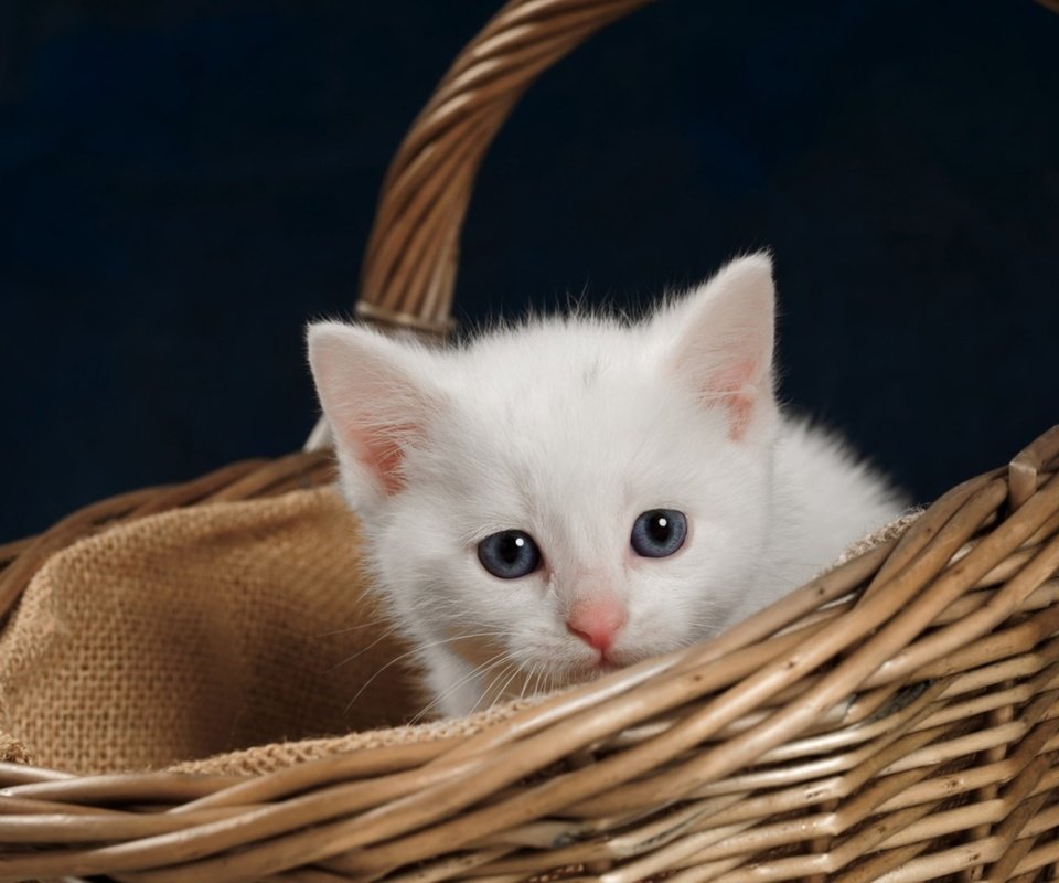 Обои котенок, корзина, kitty, basket разрешение 2560x1440 Загрузить
