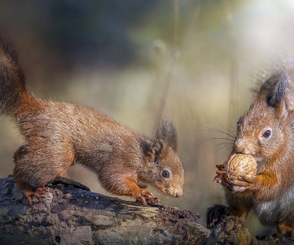 Обои природа, дерево, животные, деревяшки, орех, белки, грызуны, nature, tree, animals, wood, walnut, proteins, rodents разрешение 1920x1080 Загрузить