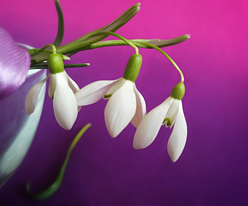 Обои подснежники белые на цветном фоне, snowdrops white on a colored background разрешение 4011x2982 Загрузить