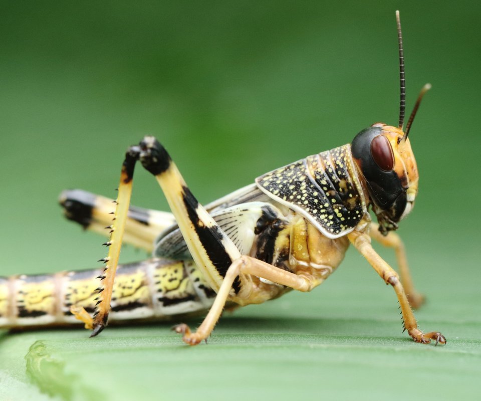 Обои макро, насекомое, фон, кузнечик, macro, insect, background, grasshopper разрешение 1920x1080 Загрузить