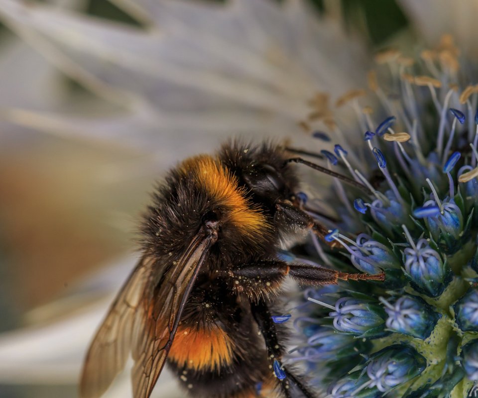 Обои макро, насекомое, фон, цветок, пчела, пыльца, шмель, опыление, macro, insect, background, flower, bee, pollen, bumblebee, pollination разрешение 1920x1080 Загрузить