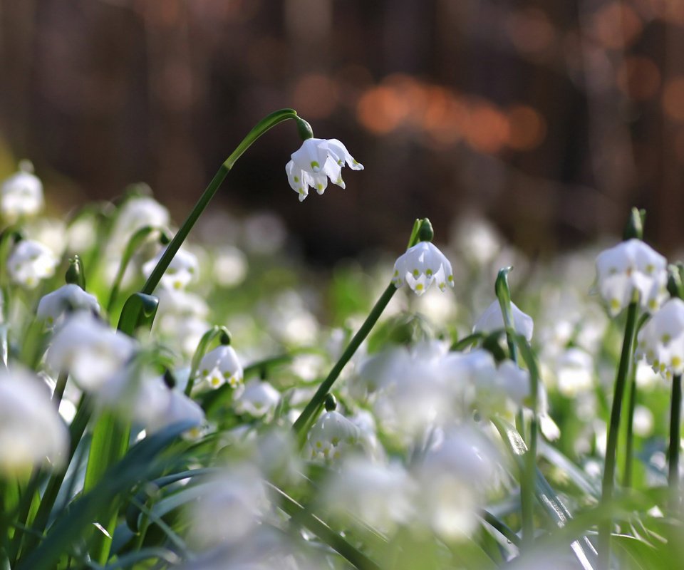 Обои цветы, природа, фон, flowers, nature, background разрешение 2112x1188 Загрузить