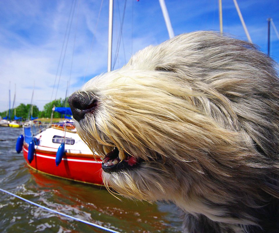 Обои морда, яхты, собака, ветер, бородатый колли, солёный пёс, face, yachts, dog, the wind, bearded collie, salty dog разрешение 2048x1367 Загрузить