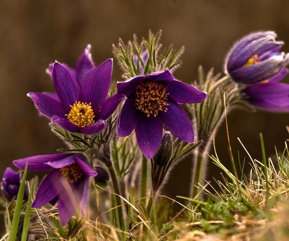 Обои макро, весна, сон-трава, macro, spring, sleep-grass разрешение 3360x2242 Загрузить