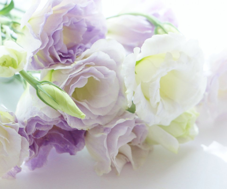 Обои цветы, фон, эустома, бело-сиреневый, flowers, background, eustoma, white-lilac разрешение 2112x1188 Загрузить