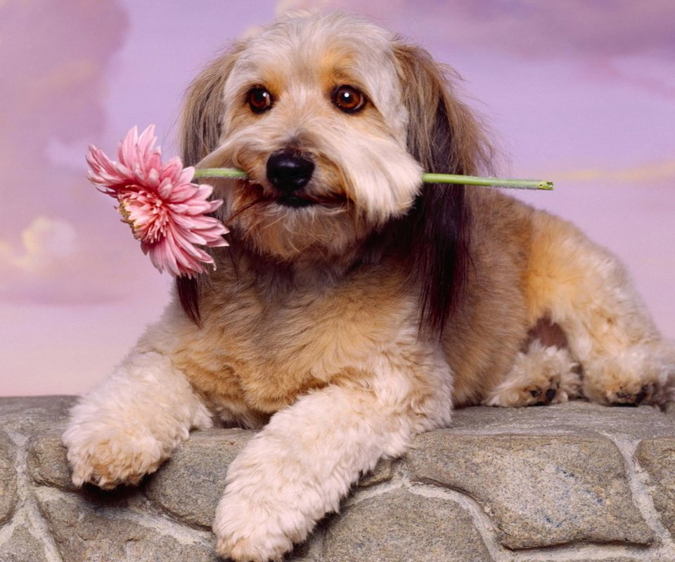 Обои цветок, собака, животное, flower, dog, animal разрешение 1920x1200 Загрузить