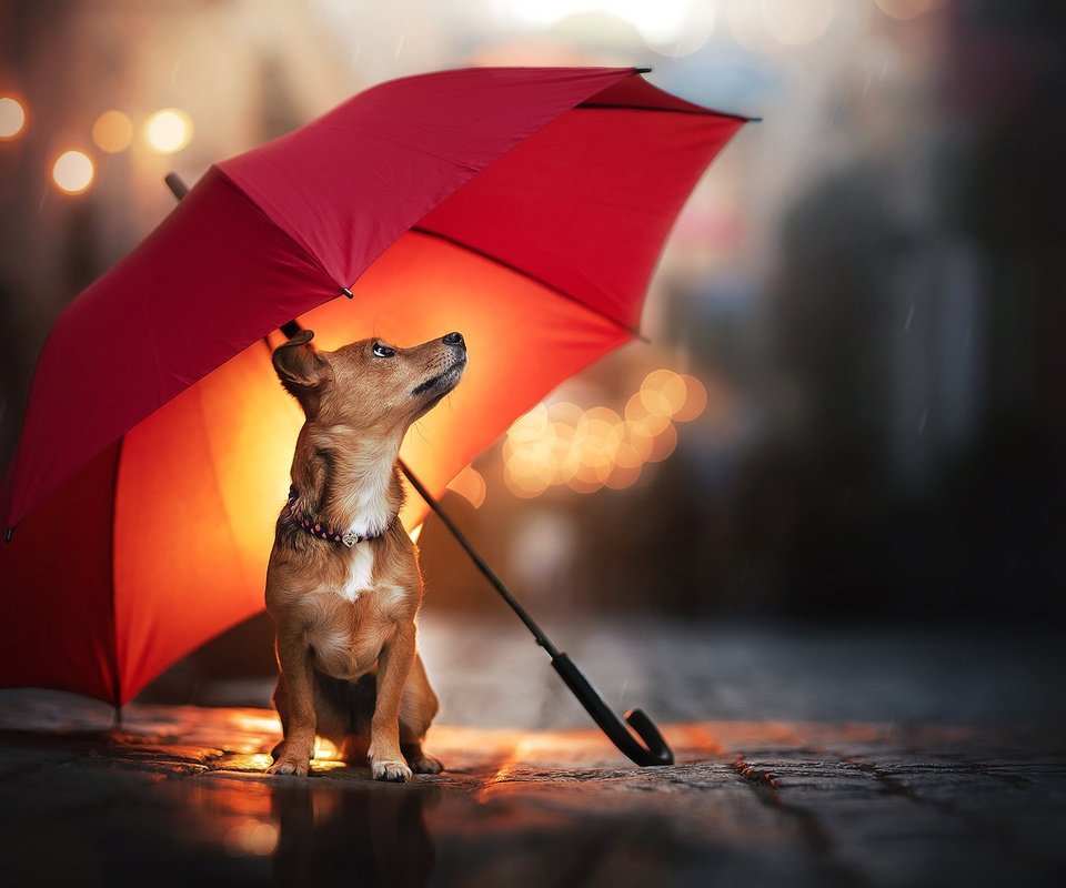 Обои собака, дождь, зонт, песик, dog, rain, umbrella, doggie разрешение 2048x1366 Загрузить