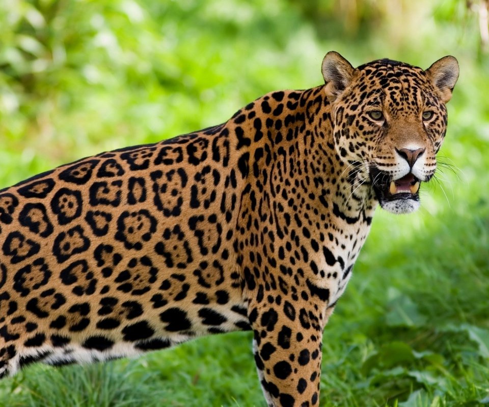 Обои ягуар, животное, jaguar, animal разрешение 1920x1200 Загрузить