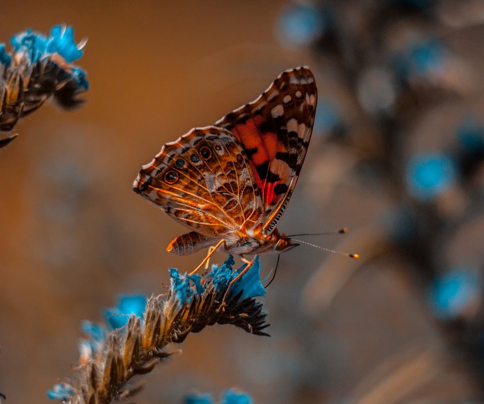 Обои макро, бабочка, боке, macro, butterfly, bokeh разрешение 2112x1188 Загрузить