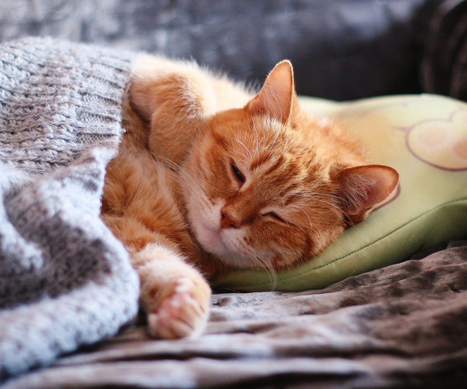Обои морда, подушка, кот, покрывало, лапы, закрытые глаза, кошка, сон, домашний, спит, рыжий, диван, уют, comfort, face, pillow, cat, blanket, paws, closed eyes, sleep, home, sleeping, red, sofa разрешение 2112x1188 Загрузить