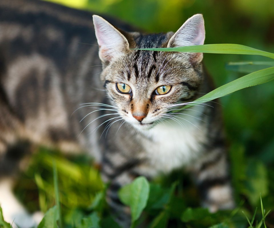 Обои морда, трава, портрет, кот, кошка, взгляд, серый, полосатый, face, grass, portrait, cat, look, grey, striped разрешение 2112x1188 Загрузить