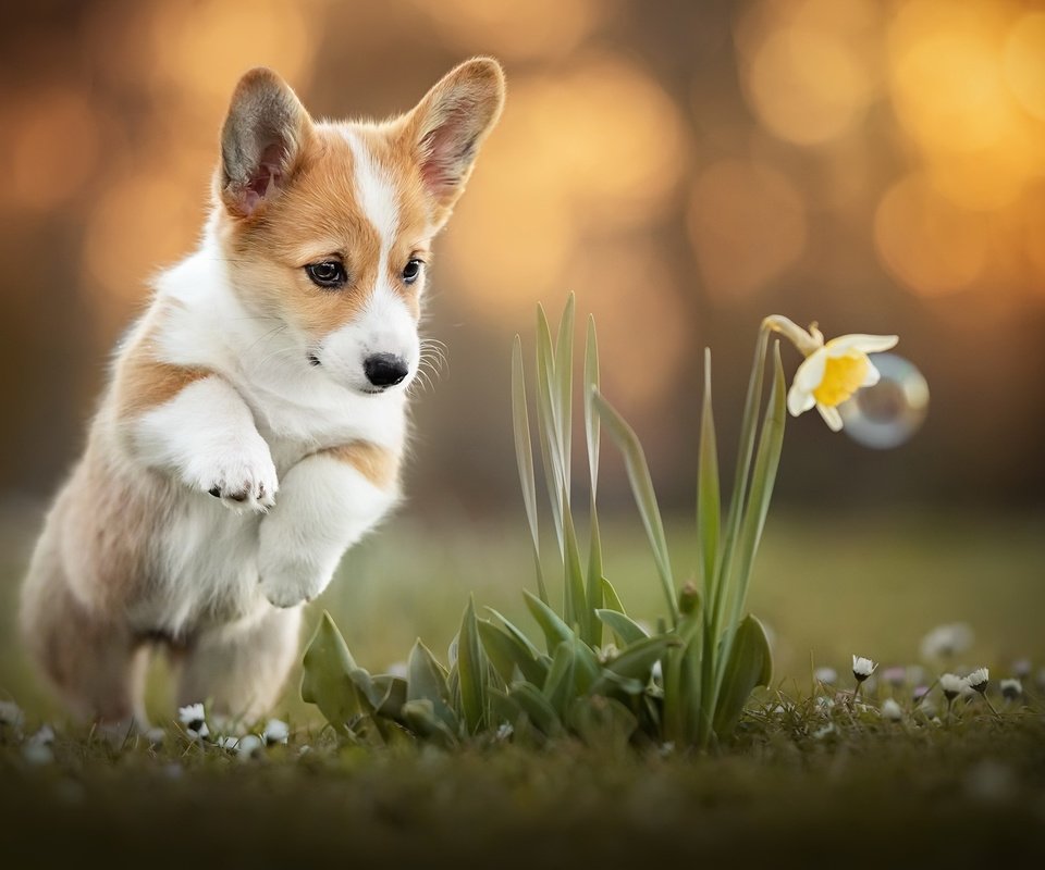 Обои цветок, собака, корги, flower, dog, corgi разрешение 2048x1365 Загрузить