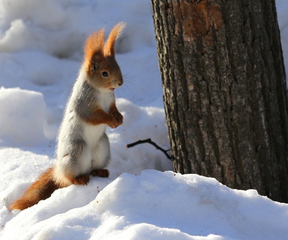 Обои снег, природа, дерево, зима, животное, ствол, белка, грызун, snow, nature, tree, winter, animal, trunk, protein, rodent разрешение 2048x1307 Загрузить