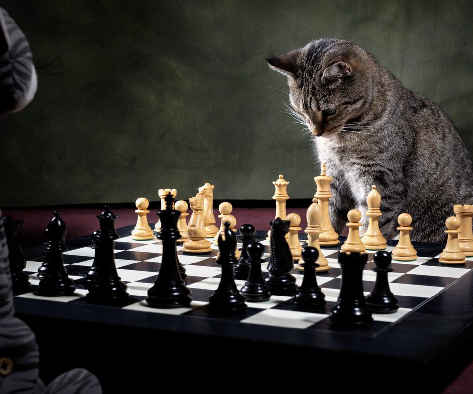 Обои кот, шахматист, шахматы, доска, игрушка, фигуры, игра, шахматная доска, шахматная партия, cat, chess player, chess, board, toy, figure, the game, chess board, chess game разрешение 2112x1188 Загрузить