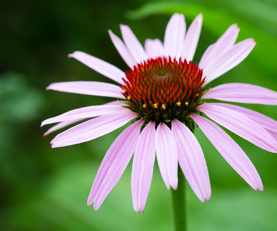 Обои цветы, природа, макро, лето, крупным планом, эхинацея, flowers, nature, macro, summer, closeup, echinacea разрешение 2304x1536 Загрузить