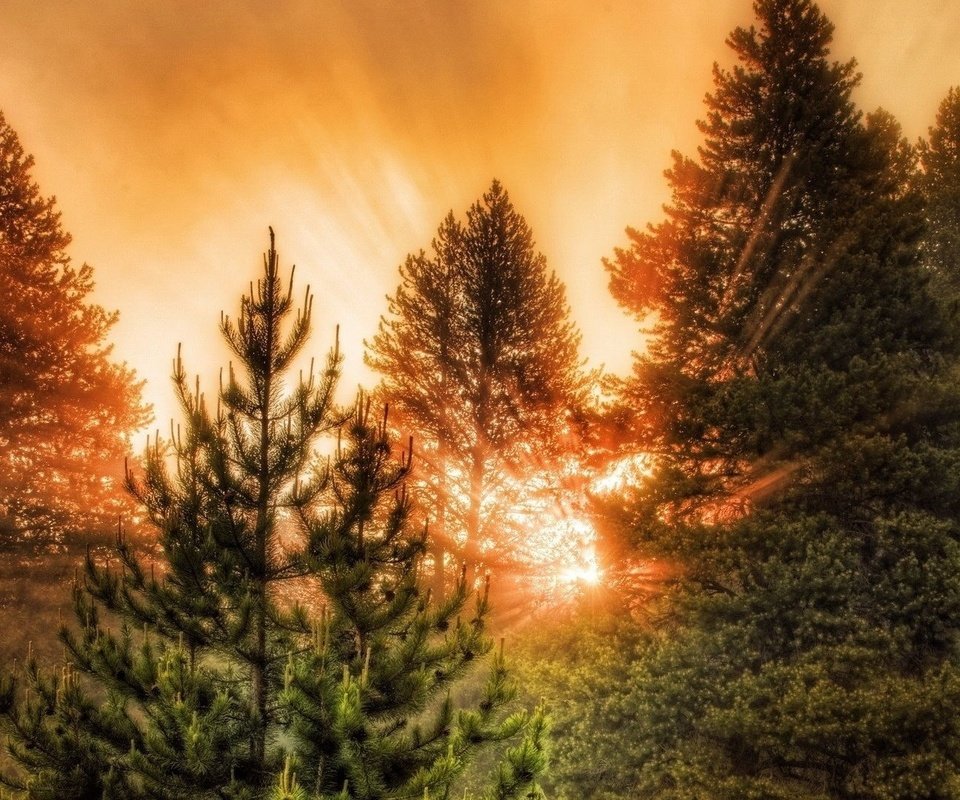 Обои деревья, лес, закат, лучи солнца, trees, forest, sunset, the rays of the sun разрешение 1920x1080 Загрузить