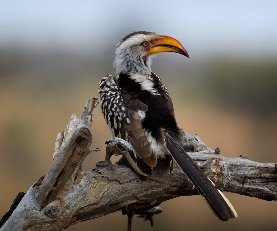 Обои национальный парк крюгера, southern yellow-billed hornbill, wild south africa, kruger national park разрешение 2112x1188 Загрузить