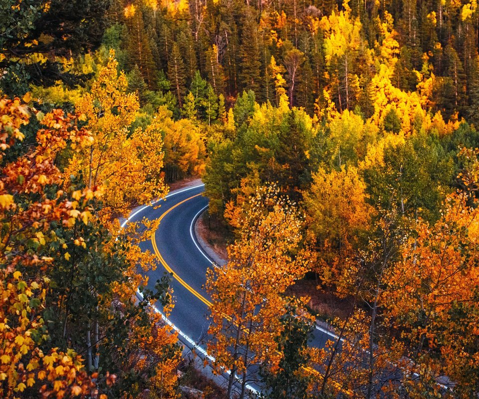 Обои дорога, деревья, лес, осень, колорадо, road, trees, forest, autumn, colorado разрешение 2112x1188 Загрузить