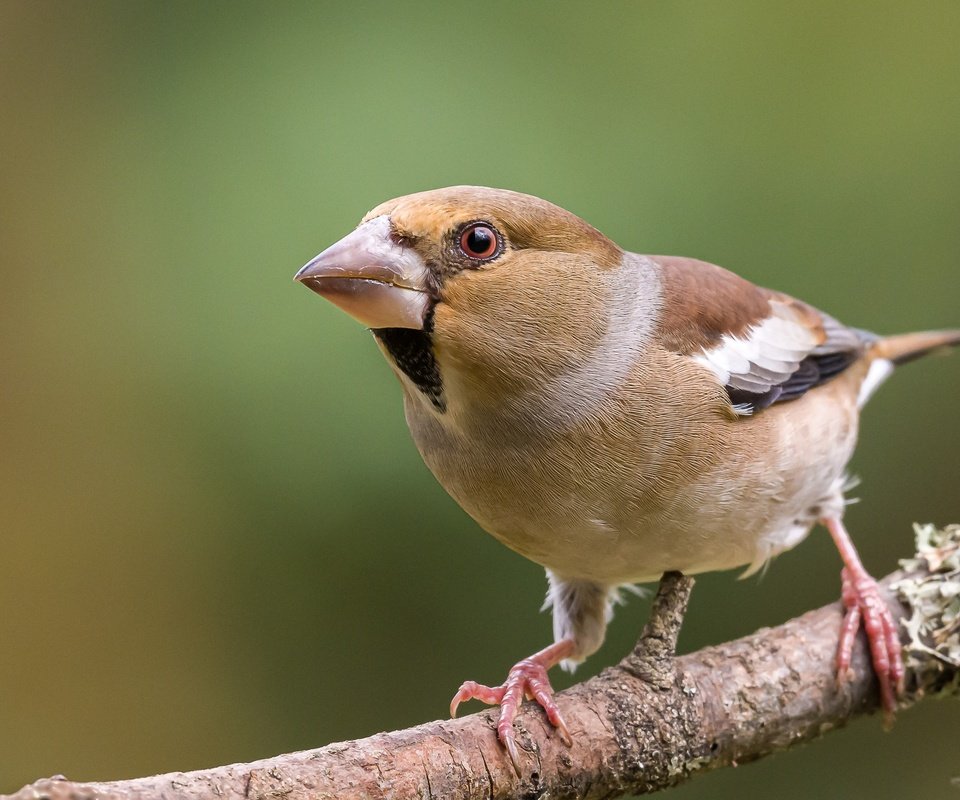 Обои ветка, поза, дубонос, branch, pose, grosbeak разрешение 2560x1600 Загрузить