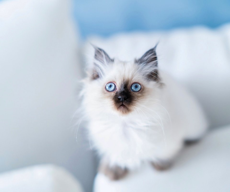 Обои взгляд, голубые глаза, бирманская кошка, look, blue eyes, burmese разрешение 2048x1365 Загрузить