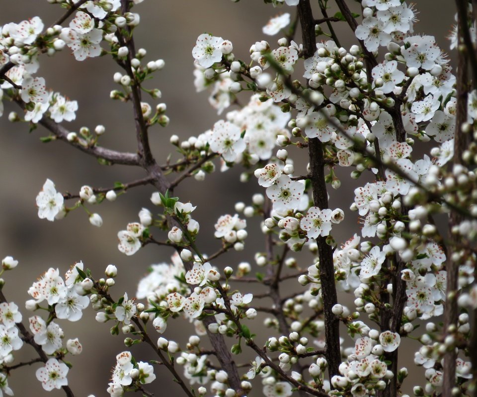 Обои цветы, природа, дерево, цветение, весна, вишня, сакура, flowers, nature, tree, flowering, spring, cherry, sakura разрешение 4000x3000 Загрузить