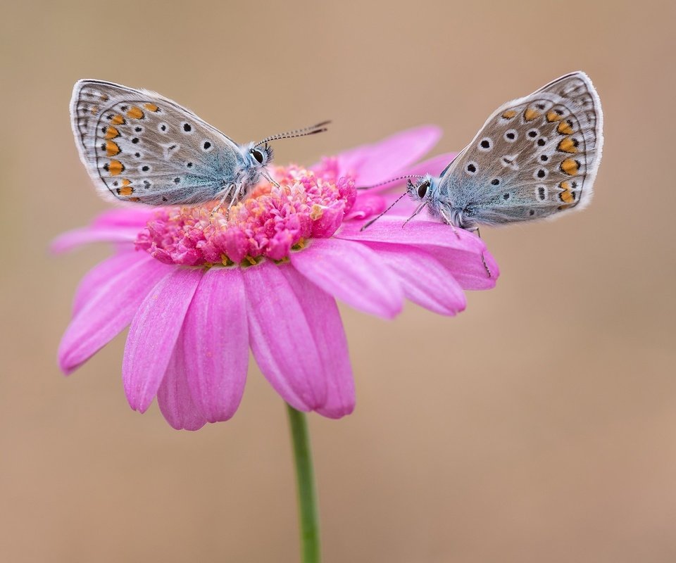 Обои цветок, парочка, бабочки, flower, a couple, butterfly разрешение 2048x1365 Загрузить