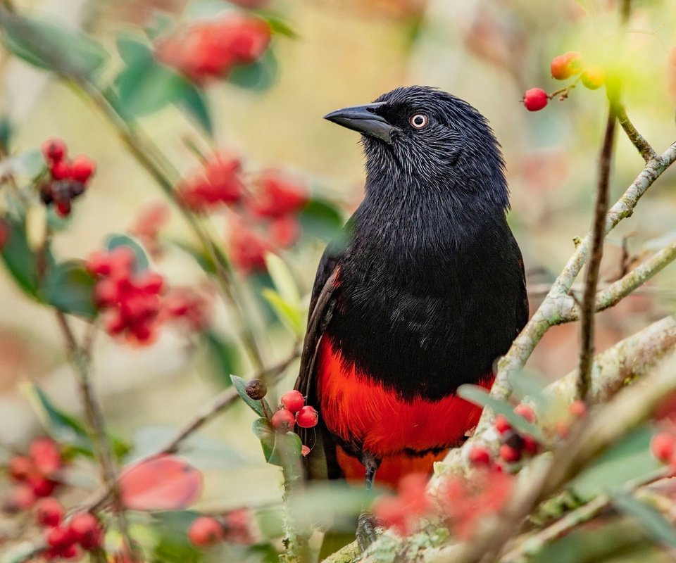 Обои ветки, птица, ягоды, плоды, яркая, трупиал, красно-черная, branches, bird, berries, fruit, bright, trupial разрешение 2048x1365 Загрузить