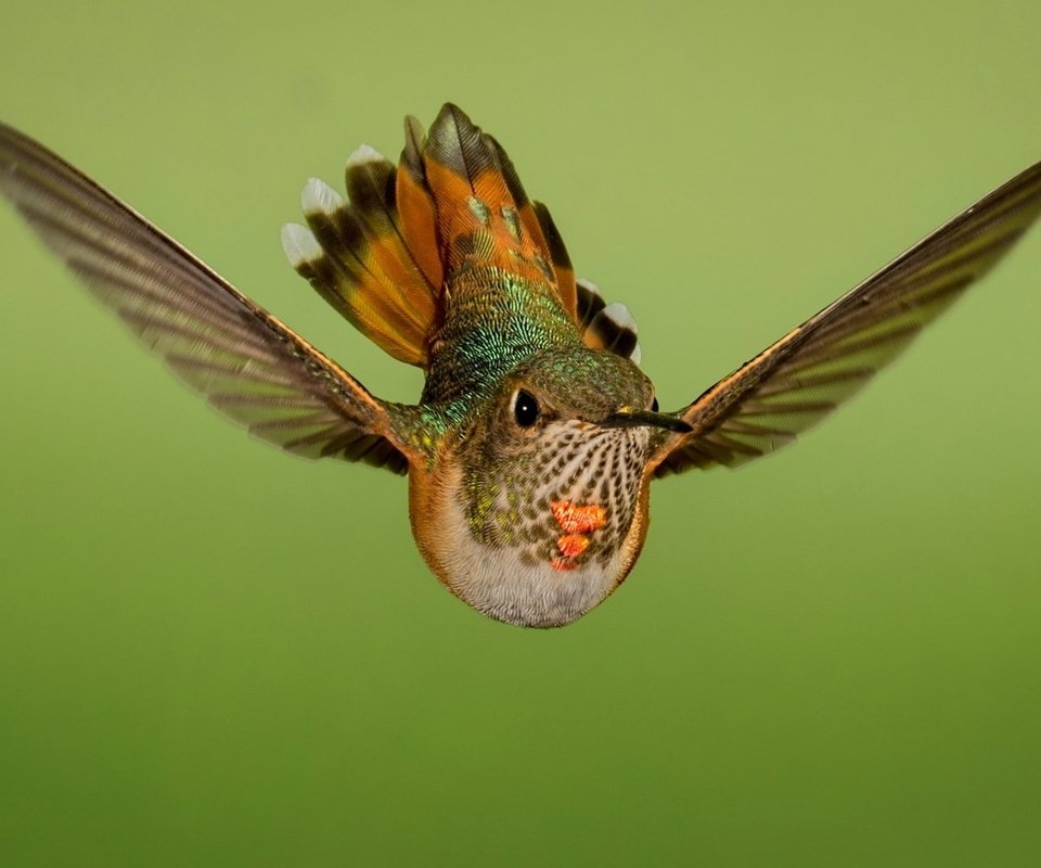 Обои полет, крылья, птица, колибри, охристый колибри, flight, wings, bird, hummingbird, buffy hummingbird разрешение 1920x1080 Загрузить
