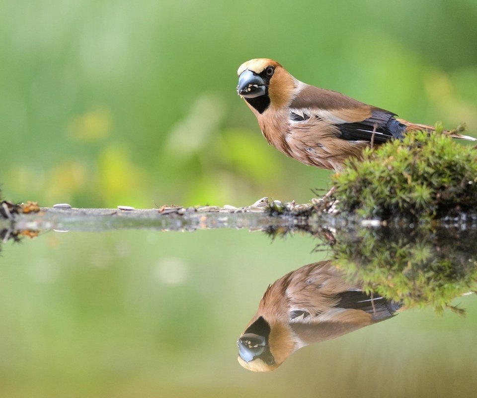 Обои вода, отражение, птица, клюв, мох, перья, дубонос, water, reflection, bird, beak, moss, feathers, grosbeak разрешение 1920x1280 Загрузить