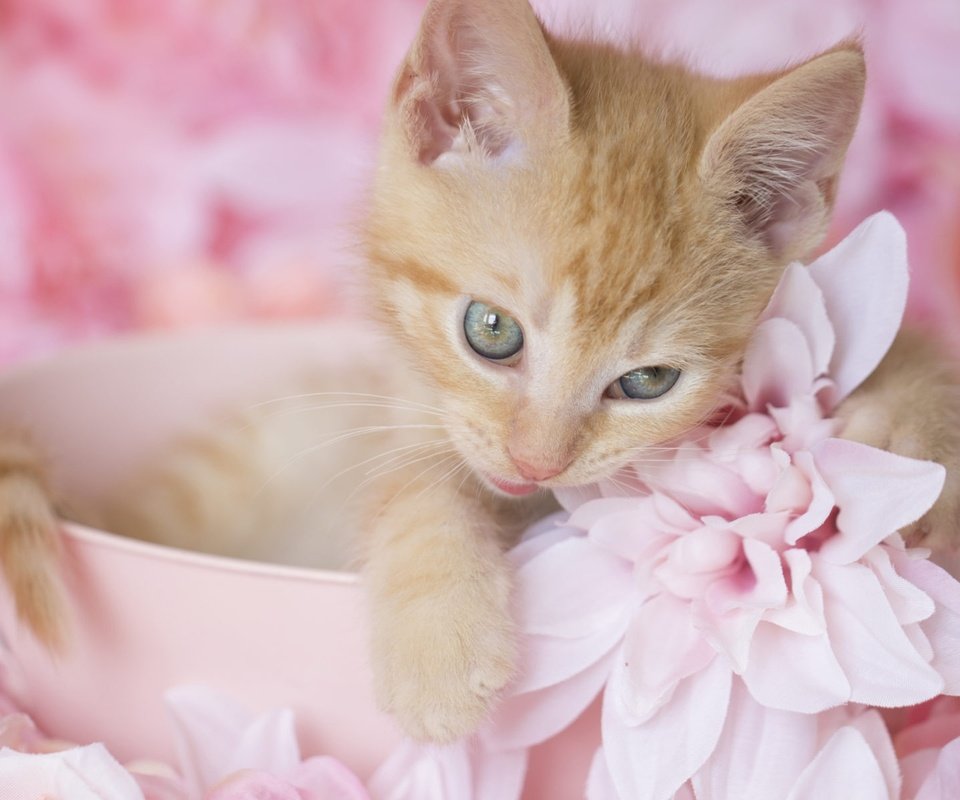 Обои цветы, котенок, рыжий, милый, flowers, kitty, red, cute разрешение 2000x1200 Загрузить