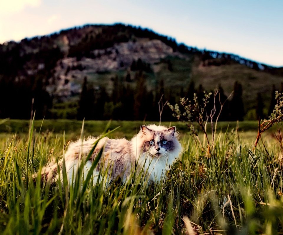 Обои трава, кот, кошка, пушистый, прогулка, grass, cat, fluffy, walk разрешение 2251x1500 Загрузить