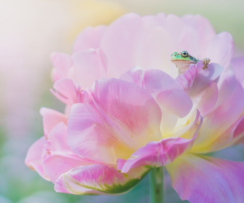 Обои макро, цветок, лепестки, лягушка, розовый, macro, flower, petals, frog, pink разрешение 3840x2160 Загрузить