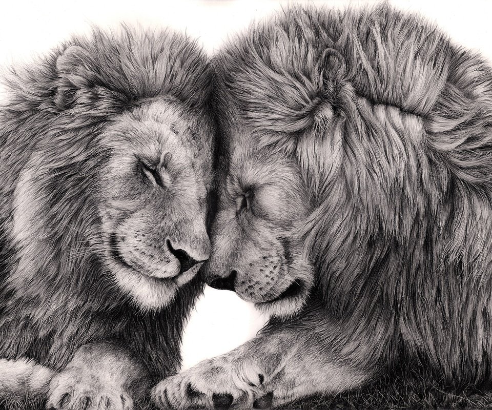 Обои арт, хищник, большая кошка, любовь, лев, art, predator, big cat, love, leo разрешение 1920x1373 Загрузить