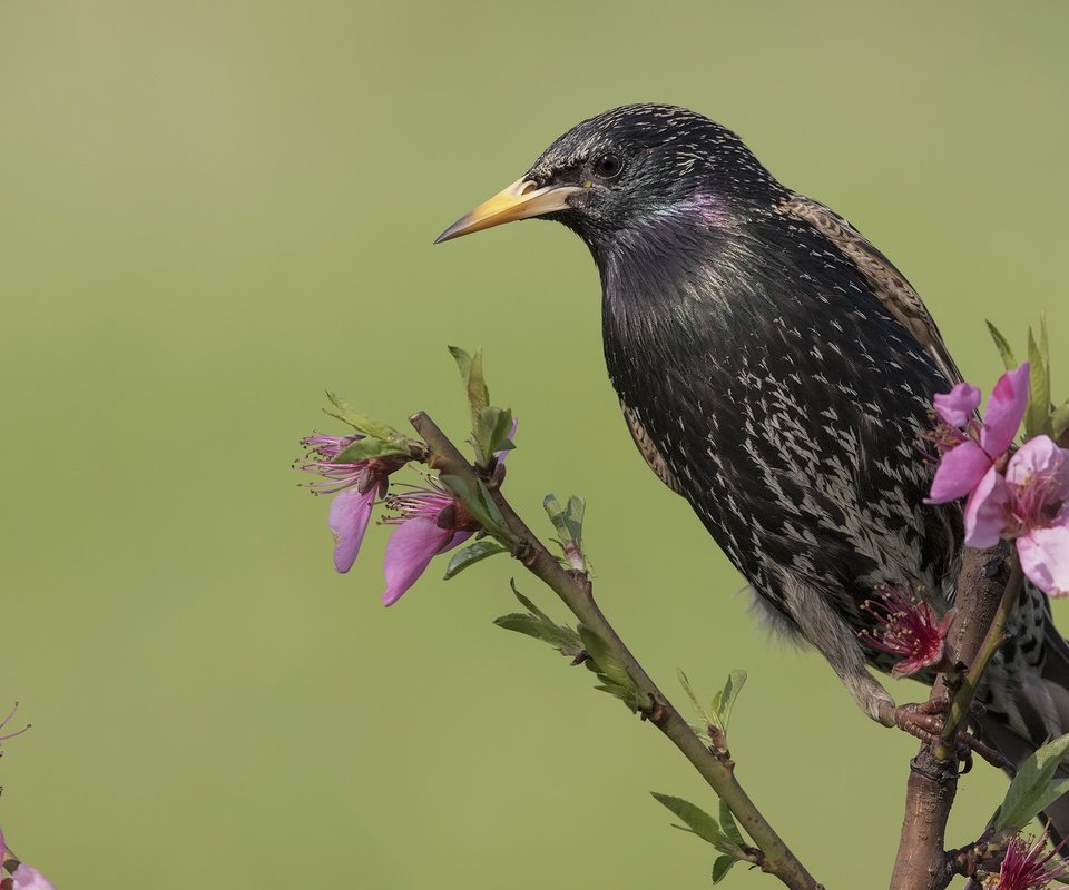 Обои цветы, ветка, птица, клюв, скворец, flowers, branch, bird, beak, starling разрешение 2400x1465 Загрузить