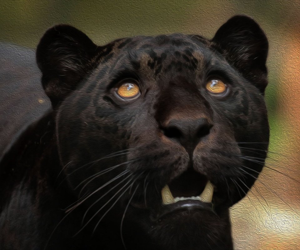 Обои морда, хищник, пантера, чёрная пантера, face, predator, panther, black panther разрешение 2047x1343 Загрузить