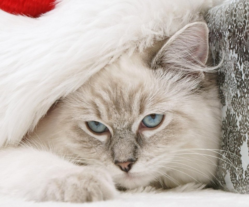 Обои кот, мордочка, кошка, взгляд, голубые глаза, cat, muzzle, look, blue eyes разрешение 1920x1080 Загрузить