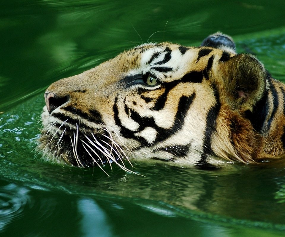 Обои тигр, вода, хищник, большая кошка, tiger, water, predator, big cat разрешение 1920x1080 Загрузить
