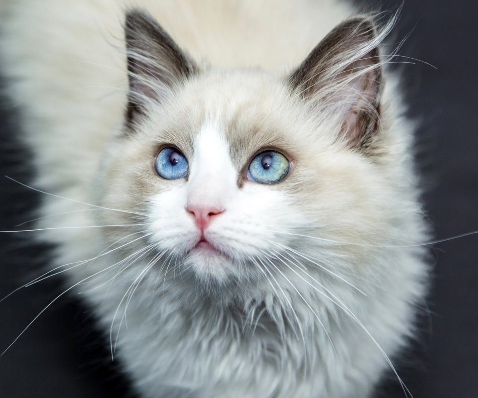 Обои кот, усы, шерсть, кошка, голубые глаза, лаза, cat, mustache, wool, blue eyes, laz разрешение 1920x1080 Загрузить