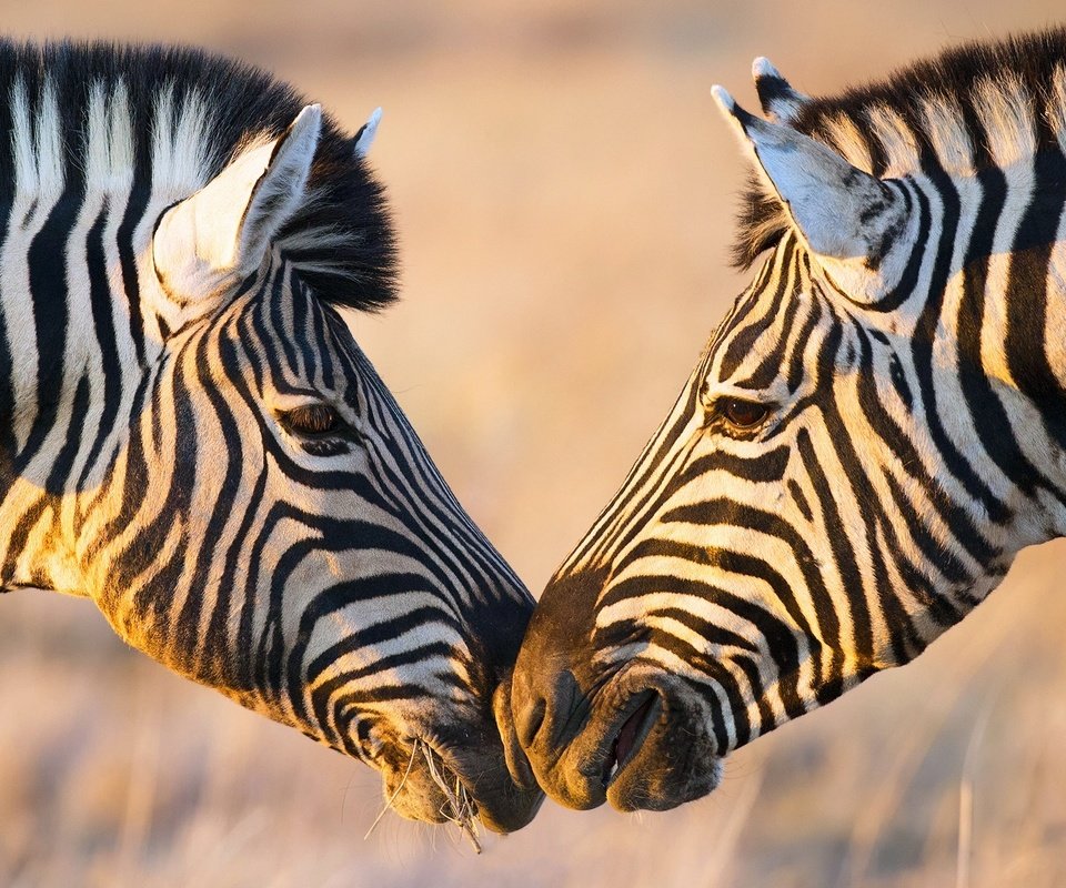 Обои зебра, африка, зебры, zebra, africa разрешение 1920x1080 Загрузить