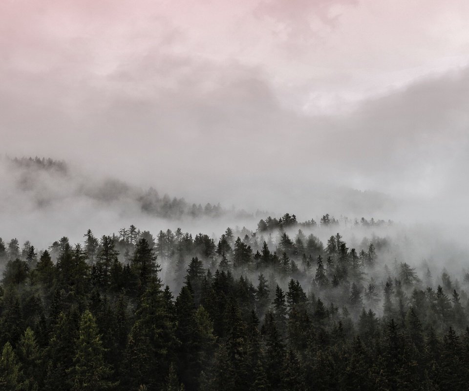 Обои облака, деревья, природа, лес, закат, туман, clouds, trees, nature, forest, sunset, fog разрешение 3840x2400 Загрузить