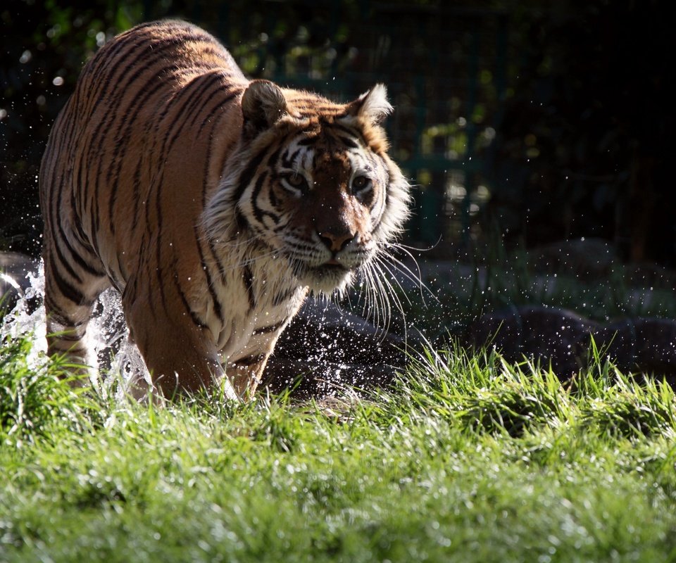 Обои тигр, морда, трава, вода, усы, взгляд, хищник, животное, tiger, face, grass, water, mustache, look, predator, animal разрешение 3840x2400 Загрузить