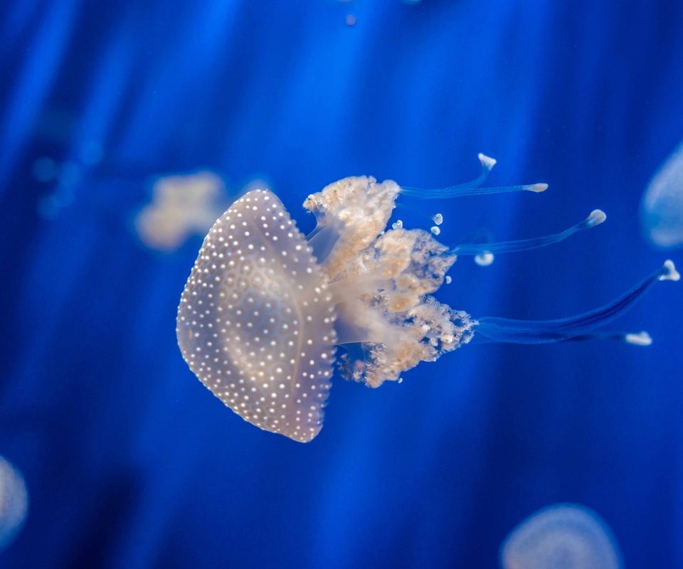 Обои медуза, медузы, подводный мир, medusa, jellyfish, underwater world разрешение 7680x4320 Загрузить