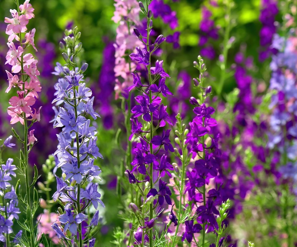 Обои цветы, стебли, дельфиниум, flowers, stems, delphinium разрешение 5184x3456 Загрузить