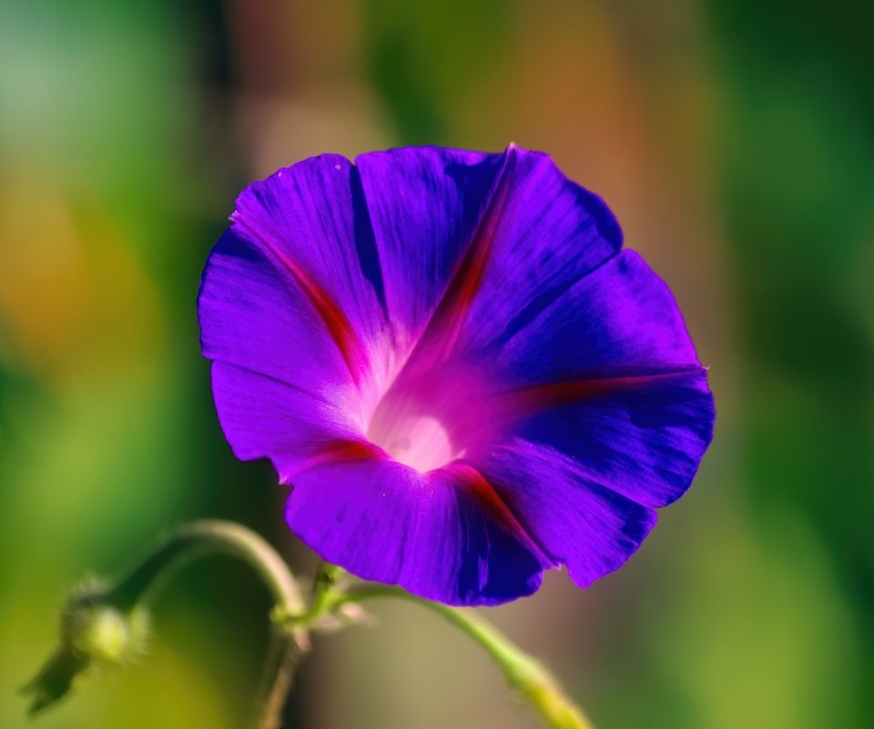 Обои цветок, вьюнок, ипомея, flower, bindweed, morning glory разрешение 5184x3456 Загрузить