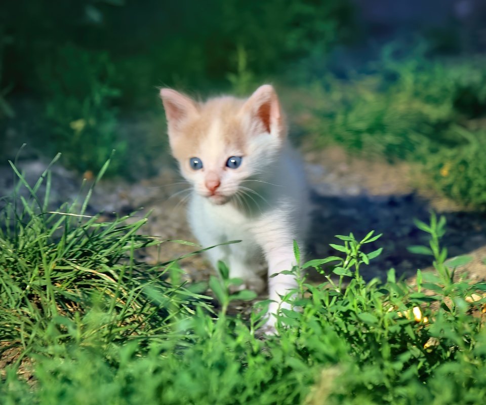 Обои трава, кот, мордочка, кошка, взгляд, котенок, grass, cat, muzzle, look, kitty разрешение 5184x3456 Загрузить