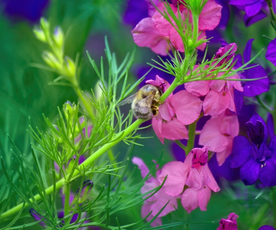 Обои насекомое, цветок, стебель, пчела, дельфиниум, insect, flower, stem, bee, delphinium разрешение 5184x3456 Загрузить