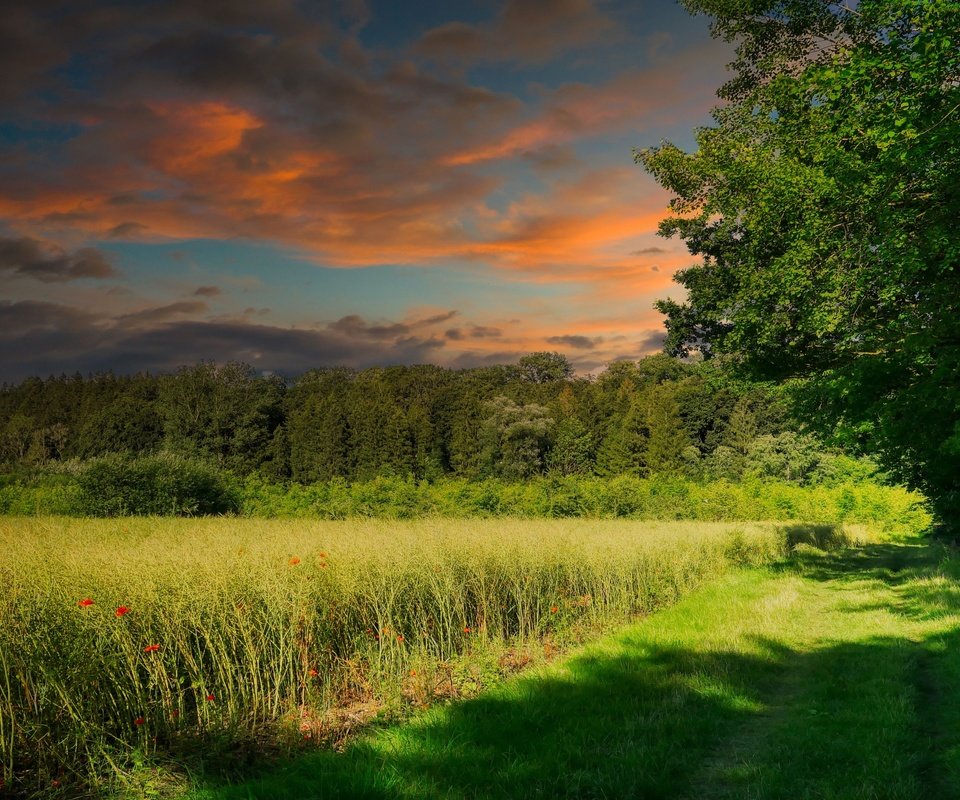 Обои небо, поле, свет, лето, трава, облака, деревья, природа, лес, закат, the sky, field, light, summer, grass, clouds, trees, nature, forest, sunset разрешение 3840x2160 Загрузить