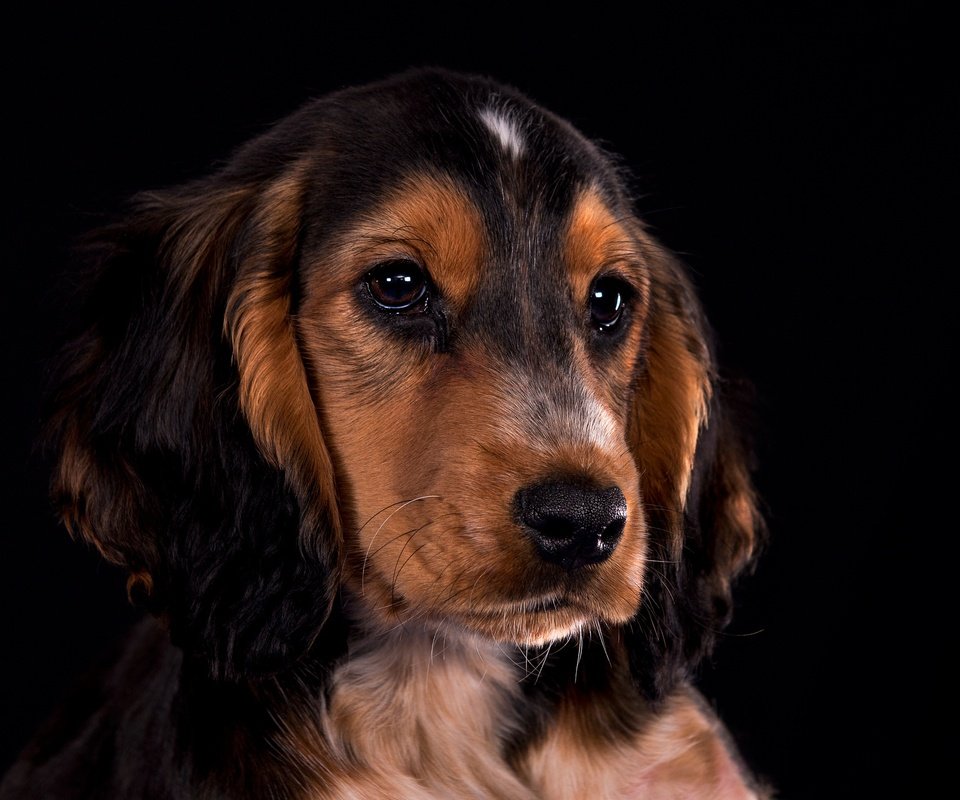 Обои портрет, взгляд, собака, щенок, мордашка, кокер-спаниель, portrait, look, dog, puppy, face, cocker spaniel разрешение 2048x1432 Загрузить
