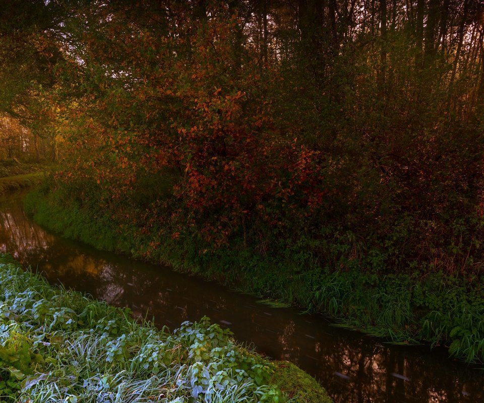 Обои деревья, река, лес, осень, trees, river, forest, autumn разрешение 3840x2160 Загрузить